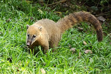 White-nosed Coati searching food in Brazil