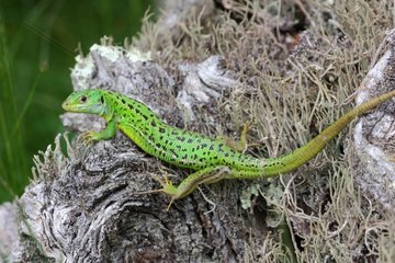 Young male green lizard basking France