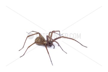 Giant House Spider in studio on white background