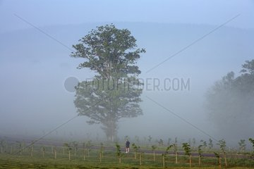 Walker in the fog in the countryside France