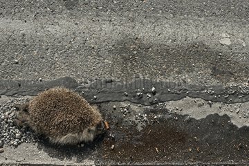 European hedgehog dead on the road side France