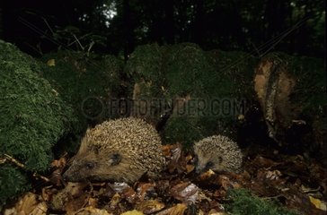 Hedgehogs at night in a forest Picardie France