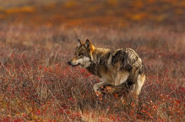 Gray Wolf hunting in the tundra in fall Alaska