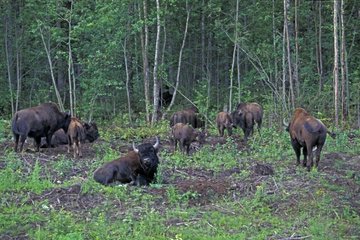Horde de bisons des bois à la lisière d'une forêt BC Canada