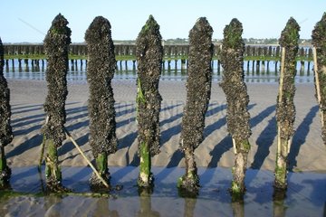 Bouchot Mussels poles in Arguenon Bay Côtes-d'Armor France