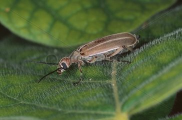 Méloïdé Erwachsener Käfer auf einem Domitila Nicaragua -Blatt