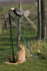 Male red tabby European cat playing with a hen France