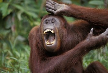 Jeune Orang-outan mâle criant PN Tanjung Puting Indonésie