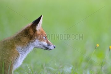 Portrait of young Red fox in a meadow - France
