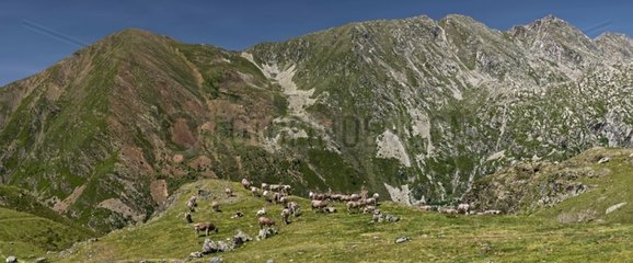 Cows in pasture - Vall Fosca Pyrenees Spain