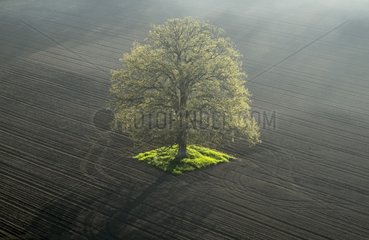 Lonely tree in a field in spring seeded - France