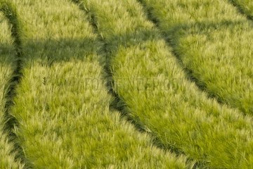 Grain field - Genevois France