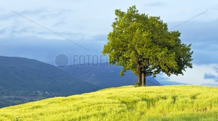 Tree and grain field - Genevois France