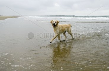 Retriever rennt an einem Strand der Niederlande der Nordsee