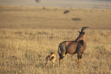 Topi and young in the Masai Mara savanna Kenya