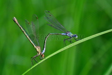 Damselfly mating near a pond  Prairies du Fouzon  Loir et Cher  France