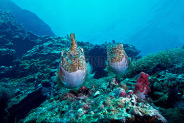 Pharaoh cuttlefishes on the reef - Thailand