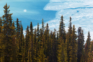 Coniferous forest and Peyto Lake - Banff Alberta Canada