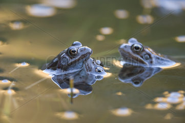 European frogs (Rana temporaria) in their aquatic environment  Lac du Jura  France