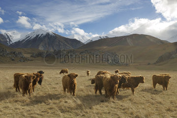 New Zealand Highland cow  South Island  New Zealand