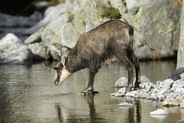 Chamois at the water's edge - Mercantour Alpes France