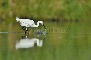 Little Egret catching a fish in a pond - Dombes France