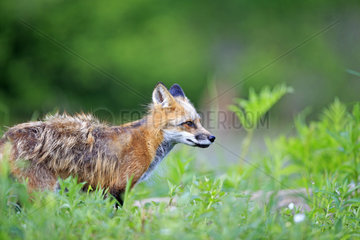 Red fox in spring - Minnesota USA
