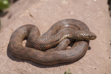 Viperine snake (Natrix maura)  High Atlas  Morocco