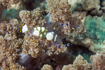 Glass Anemone Shrimp on the reef - Cebu Philippines