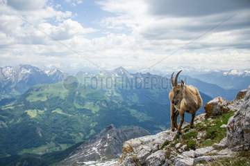 Alpine ibex (capra ibex) at the top of Â« la Tournette Â»  with Bornes mountains in the background  Alps  France