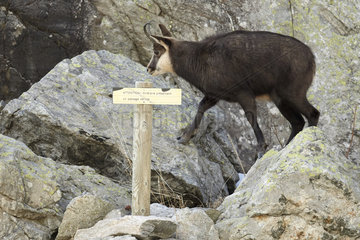 Chamois and sign on rocks - Mercantour Alpes France