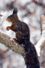 Red squirrel (Sciurus vulgaris) in snow  Ardenne  Belgium