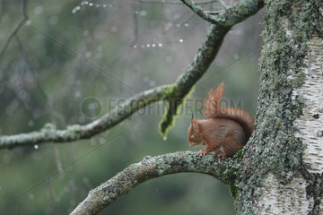 Red squirrel (Sciurus vulgaris) on a branch  Ardenne  Belgium