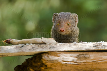 Portrait of Indian gray mongoose - Minneriya Sri Lanka