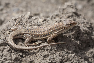 Spiny-Footed Lizard (Acanthodactylus erythrurus belli)  Atlas  Morocco