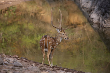 Axis deer (Axis axis) male  India