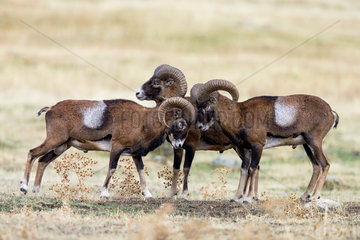 Mouflons (Ovis ammon)  three rams sizing up prior to rut  Spain