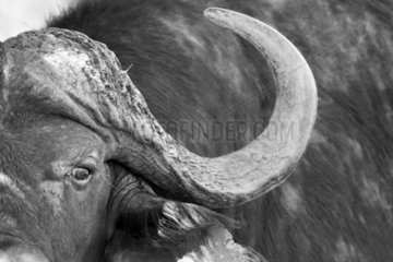 Close-up view of Cape Buffalo - Kruger South Africa