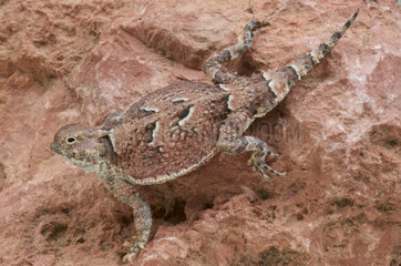 Southern desert horned lizard (Phrynosoma platyrhinos calidiarum)  USA