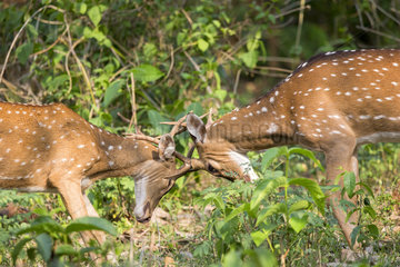 Fighting Deer Axis - Nagarhole India