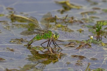 Emperor Anax female in a marsh in summer