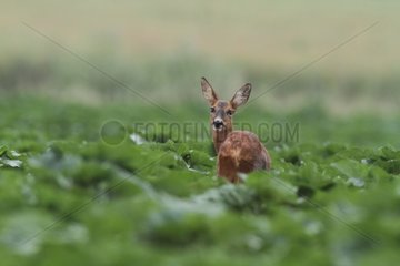 Roe Deer in a meadow