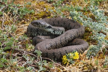 Grass Snake in a copse
