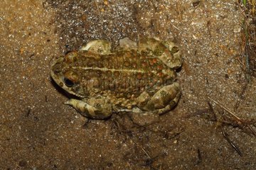 Natterjack Toad in a sand quarry