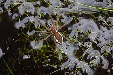 Raft Spider in a bog