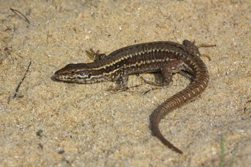 Common Wall Lizard on the sand