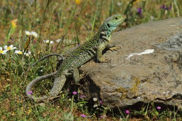 Ocellated Lizard on a rock