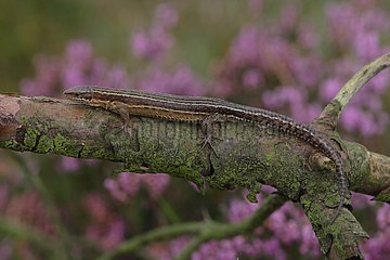 Viviparous Lizard on a branch on sandy moor