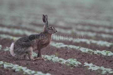 Cape Hare in a field