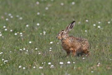 Cape Hare in a field